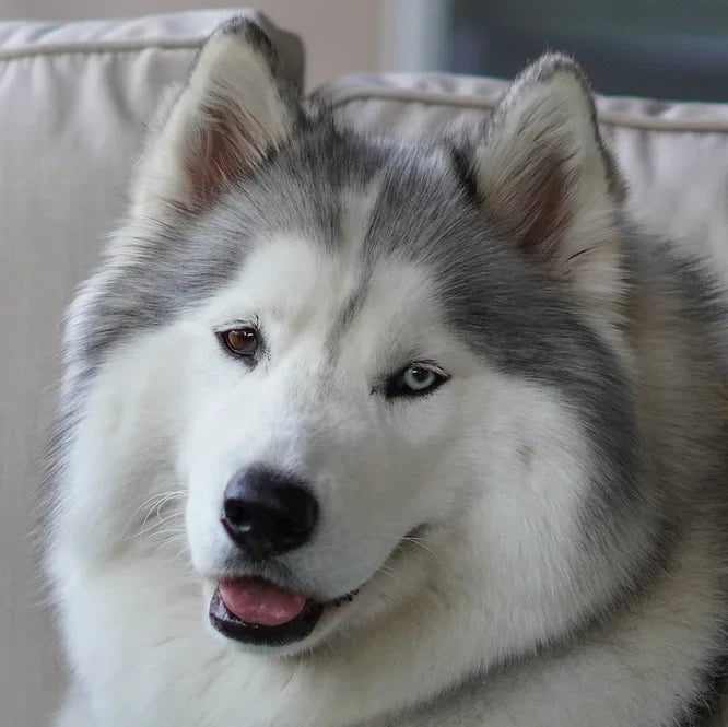 Where Did the Name PARADAX come from?